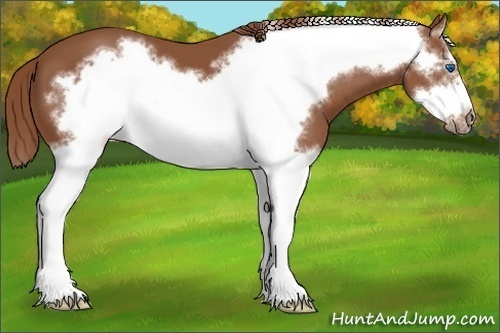 Horse Color:Chestnut Splash Frame