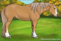 Horse Color:Palomino Sabino