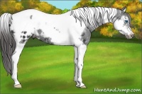 Horse Color:Black Ice Splash Tobiano Frame Appaloosa