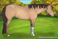 Horse Color:Sable Champagne 