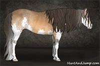 Horse Color:Buckskin Splash Rabicano 