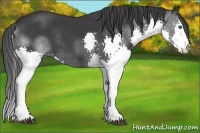 Horse Color:Black Splash Rabicano 