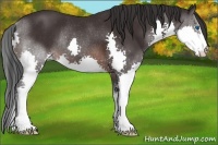 Horse Color:Brown Splash Rabicano 