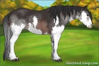 Horse Color:Brown Splash Rabicano 