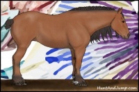 Horse Color:Bay Roan 