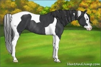 Horse Color:Black Splash Tobiano Rabicano