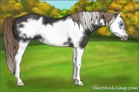 Horse Color:Liver Chestnut Splash Frame 