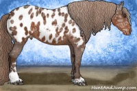 Horse Color:Liver Chestnut Ice Sabino Blanket 