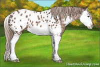 Horse Color:Liver Chestnut Ice Sabino Splash Appaloosa 