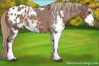 Horse Color:Liver Chestnut Sabino Appaloosa 