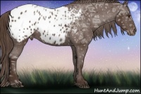 Horse Color:Liver Chestnut Ice Sabino Appaloosa 