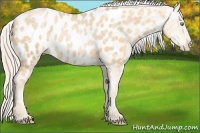 Horse Color:Palomino Ice Pearl Sabino Appaloosa