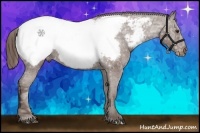 Horse Color:Liver Red Ice Roan Sabino Appaloosa 