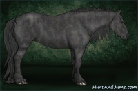Horse Color:Black  Brindle