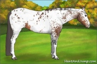 Horse Color:White Spotted Bay Appaloosa 