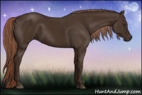 Horse Color:Liver Chestnut 