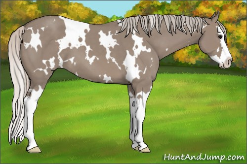 Horse Color: White Spotted Silver Brown Dun Splash 