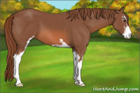 Horse Color:Liver Chestnut Sabino