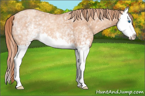 Horse Color: White Spotted Gold Champagne Splash 