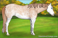 Horse Color:White Spotted Gold Champagne Splash 