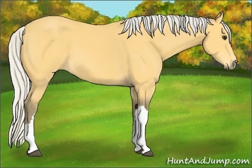 Horse Color:Silver Buckskin 