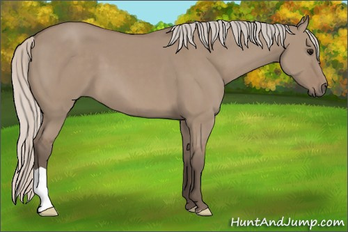 Horse Color: Unknown 