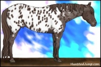 Horse Color:Liver Chestnut Appaloosa 