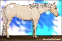 Horse Color:Palomino Roan Appaloosa