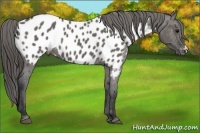 Horse Color:Grullo Appaloosa 