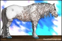 Horse Color:Brown Appaloosa 