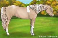 Horse Color:Chocolate Palomino Pearl Tobiano 