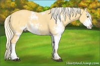 Horse Color:Palomino Dun Sabino 