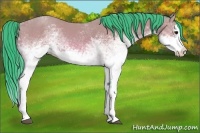 Horse Color:Watercolor White Spotted Bay Splash Rabicano