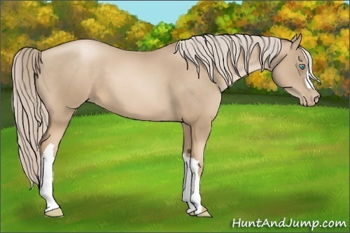 Horse Color: Chocolate Palomino Pearl 