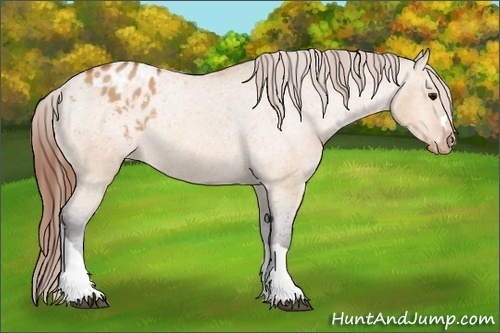Horse Color: Bay Dun Blanket Rabicano 