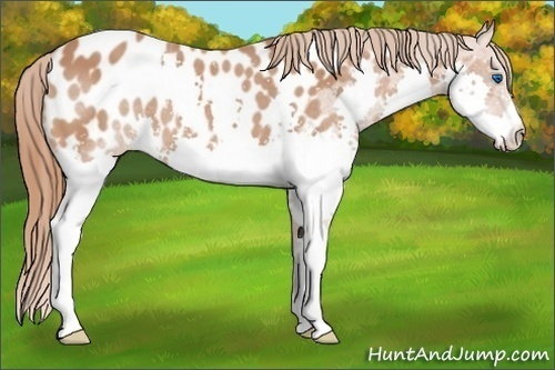 Horse Color: Chestnut Splash Blanket 