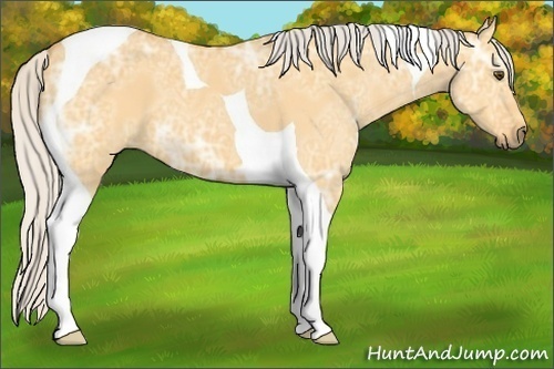 Horse Color: Silver Buckskin Ice Dun Tobiano 