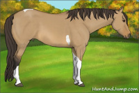 Horse Color:Buckskin Dun Tobiano 