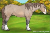 Horse Color:Bay Dun Splash Varnish Rabicano 
