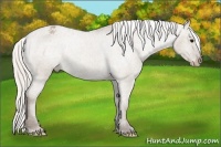Horse Color:Silver Grullo Appaloosa Rabicano 