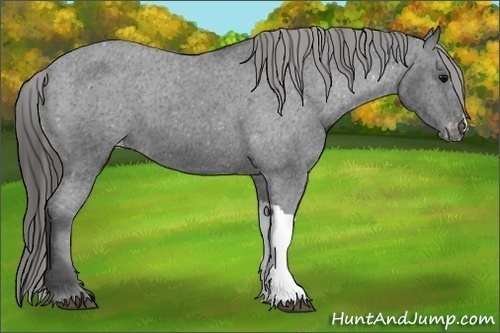 Horse Color: Black Varnish 