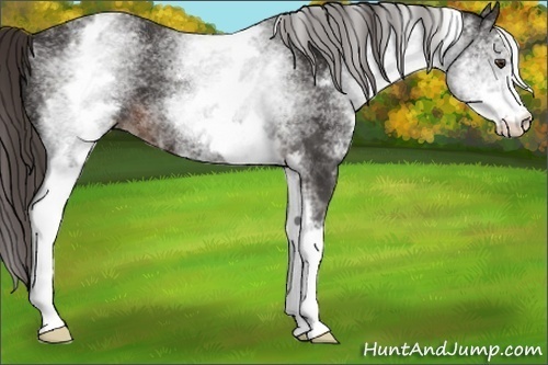 Horse Color: White Spotted Liver Chestnut Sabino 