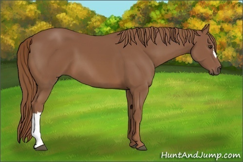 Horse Color: Chestnut 