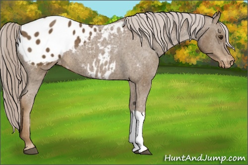 Horse Color: Chocolate Palomino Blanket Rabicano 