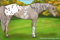 Horse Color:Chocolate Palomino Blanket Rabicano 