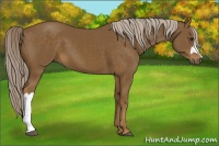 Horse Color:Chocolate Palomino 