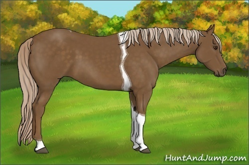 Horse Color: Chocolate Palomino Tobiano 