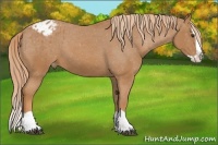 Horse Color:Chestnut Splash Blanket 