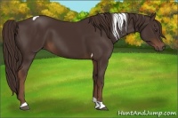 Horse Color:Liver Chestnut Tobiano 