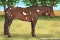 Horse Color:White Spotted Liver Chestnut 